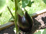 Aubergine : achat, plantation, culture
