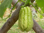 Chayote