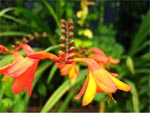 Crocosmia
