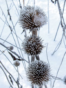 Echinacea givr&eacute; en hiver