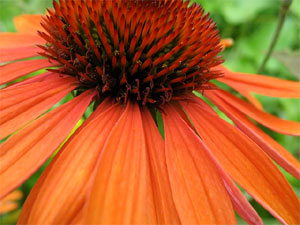 Echinacea orange