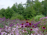Massif Oudolf -Wisley