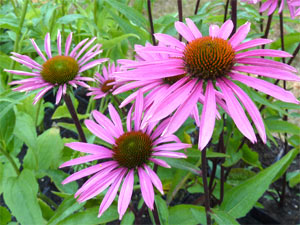 Echinacea Pica bella