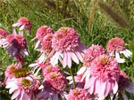 Echinacea Pink Sorbet