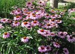 Echinacea Purpurea magnus