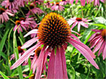 Echinacea retombant