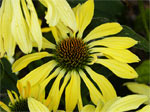 Echinacea Sunrise