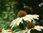 Echinacea White Swan