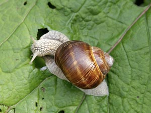 Escargot