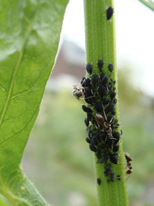Fourmis et pucerons