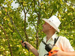 Verger : les traitements pr�ventifs de printemps