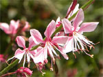 Gaura