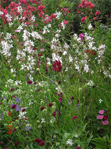 Gaura en massif