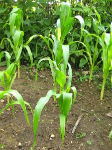 Ma&iuml;s en rang au potager