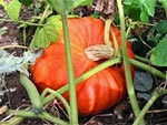 Red�couvrir le potiron