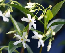 Trachelospermum jasminoides