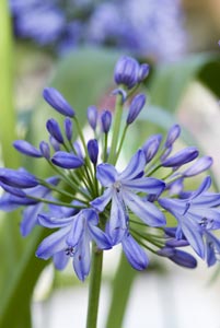 Agapanthe Blue Heaven