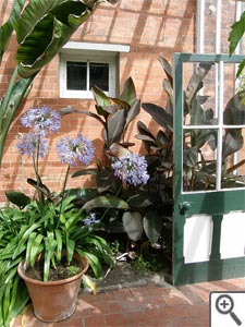 Agapanthe en pot