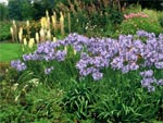 Sc�nes bleues avec l'agapanthe