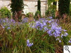 Agapanthes et gramin&eacute;es