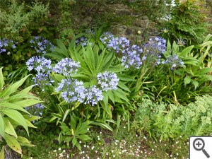Agapanthes - Jardin de Kerdalo