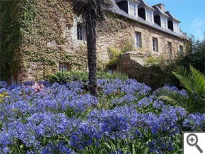 Agapanthes en massif &agrave; Br&eacute;hat