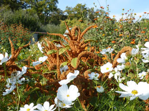 Amarantes oranges et cosmos blancs