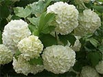 Boule de neige