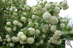 Boule de neige ou Viorne obier