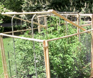 Cage à tomates