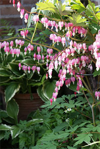 Touffe de coeur de Marie