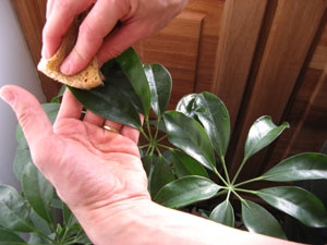 Nettoyage du feuillage d'une plante verte