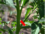 Le pincement de la tomate