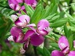 Polygala myrtifolia