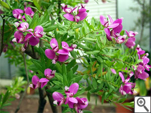 Polygala myrtifolia : arbuste