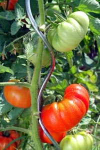 Tuteur spirale pour tomate