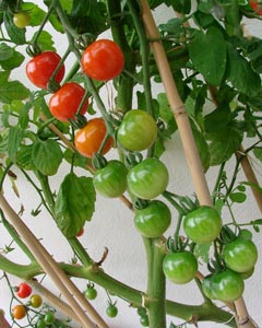 Tuteurs à tomates en bambous