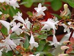 Abelia