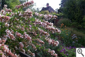Abelia chinensis