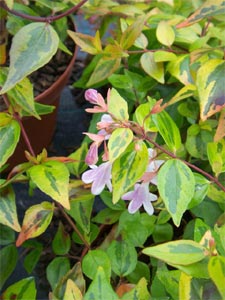 Abelia x grandiflora francis mason
