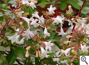 Abelia : un arbuste de charme au jardin