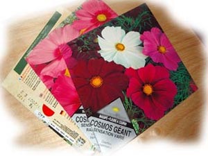 sachets de graines de cosmos