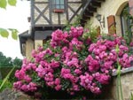 Rosiers Emera