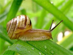 Se prot�ger des limaces et escargots