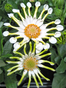 Osteospermum eklonis