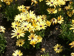 Osteospermum Lemon Symphony