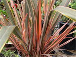 Phormium