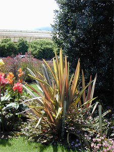 Phormium en massif fleuri