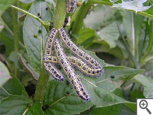 Chenille de pi&eacute;ride du chou