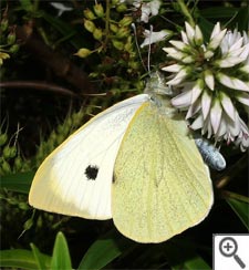 Pi�ride du chou